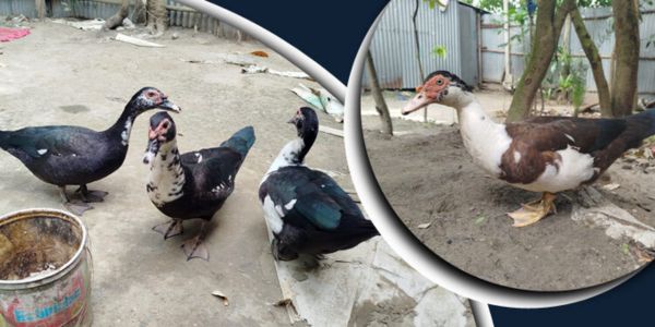 গ্রামীণ জীবিকায় সম্ভাবনার নাম ‘মাসকোভি হাঁস’